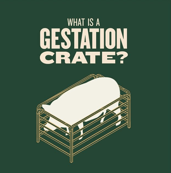 what is a gestation crate ?