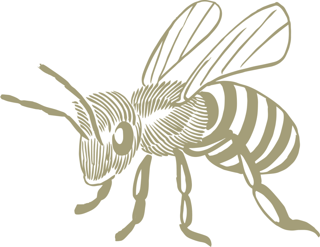 Honeybee illustration
