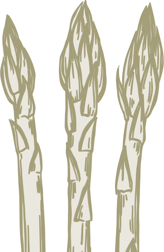 Asparagus illustration